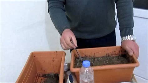 karabiber tohumu nasıl ekilir